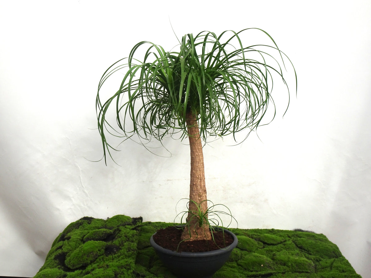 BEAUCARNEA M-25