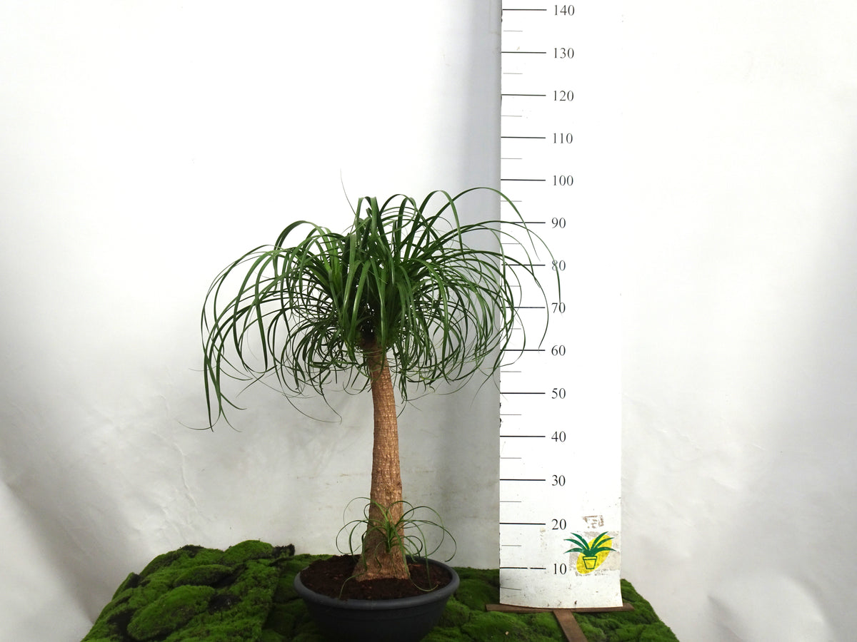 BEAUCARNEA M-25