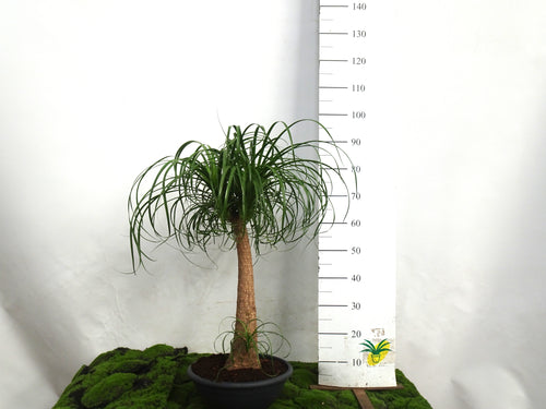 BEAUCARNEA M-25