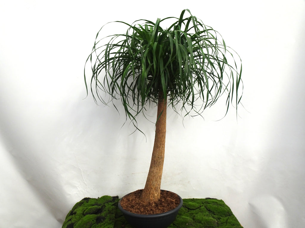 BEAUCARNEA M-35