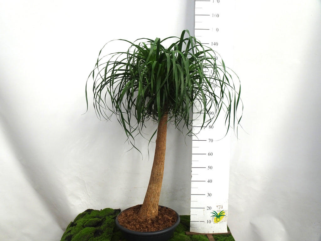 BEAUCARNEA M-35