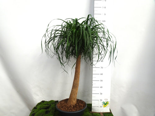 BEAUCARNEA M-35