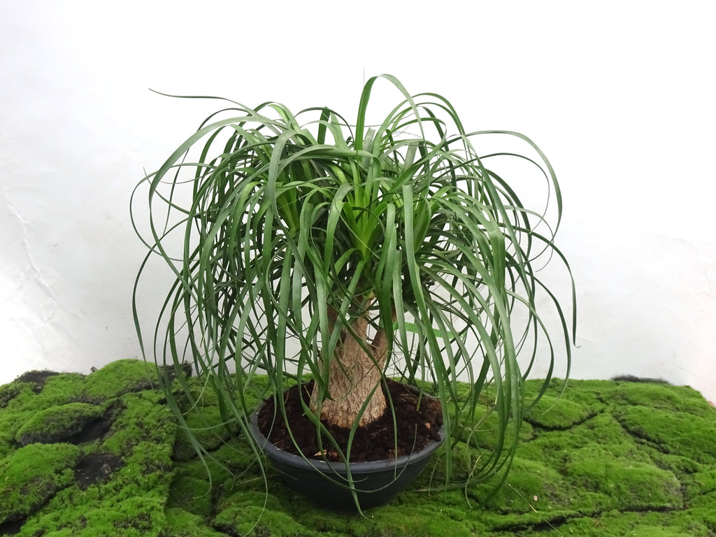 BEAUCARNEA RECURVATA M-28