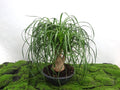 BEAUCARNEA RECURVATA M-28