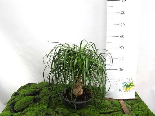 BEAUCARNEA RECURVATA M-28