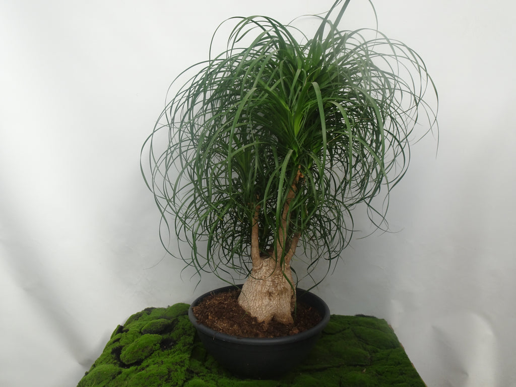 BEAUCARNEA RECURVATA M-55