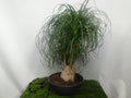 BEAUCARNEA RECURVATA M-55