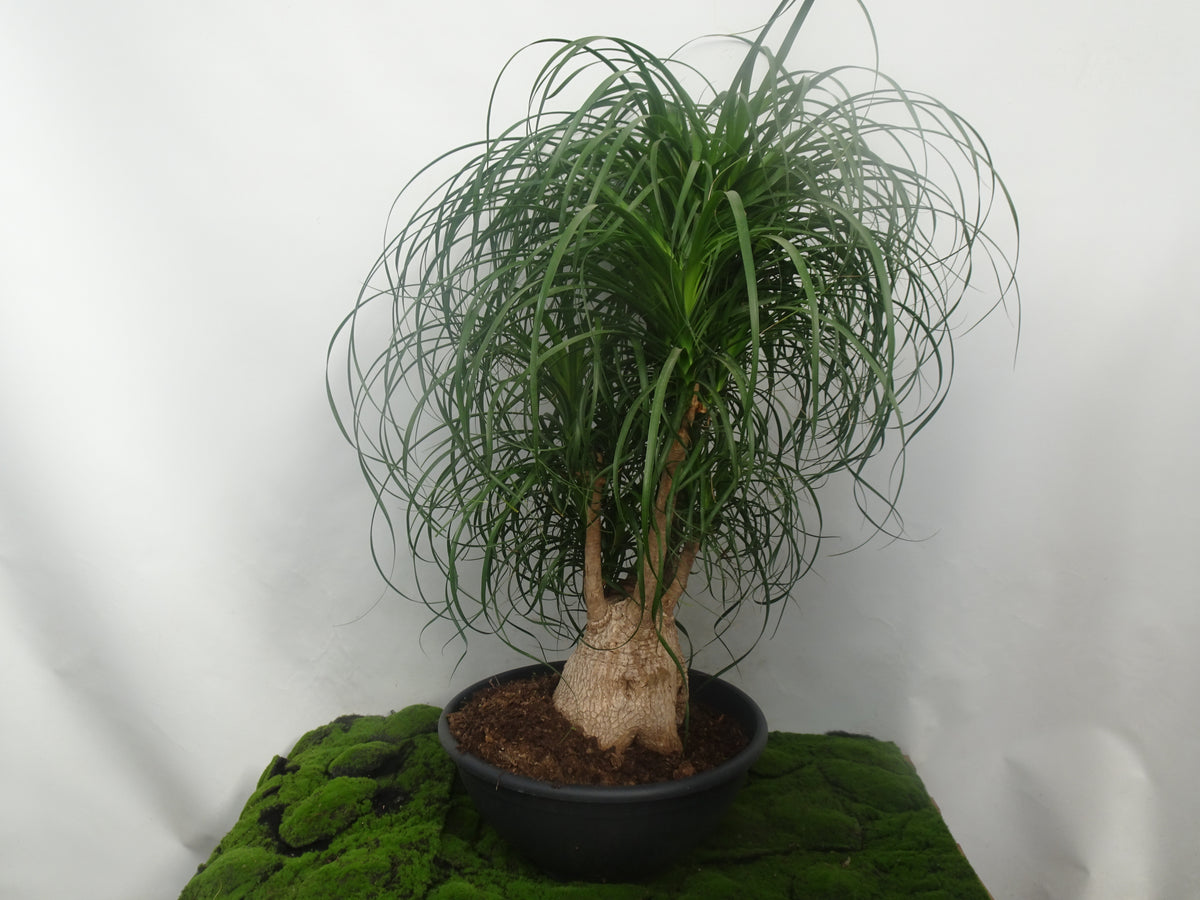 BEAUCARNEA RECURVATA M-55