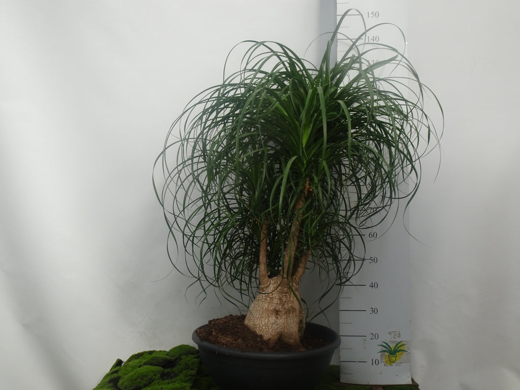 BEAUCARNEA RECURVATA M-55