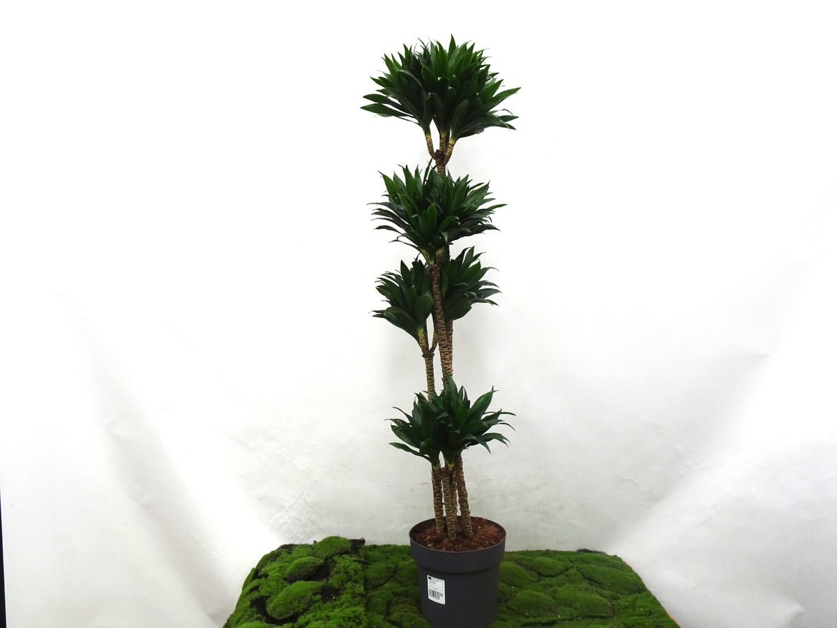 DRACAENA COMPACTA M-27