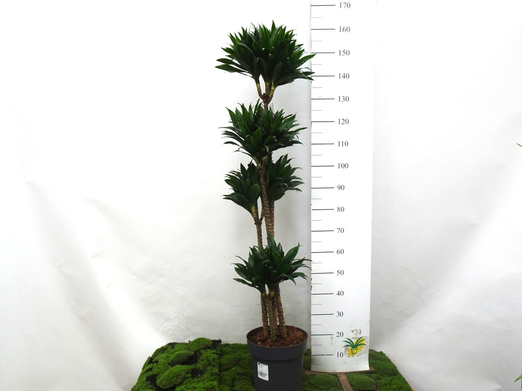 DRACAENA COMPACTA M-27
