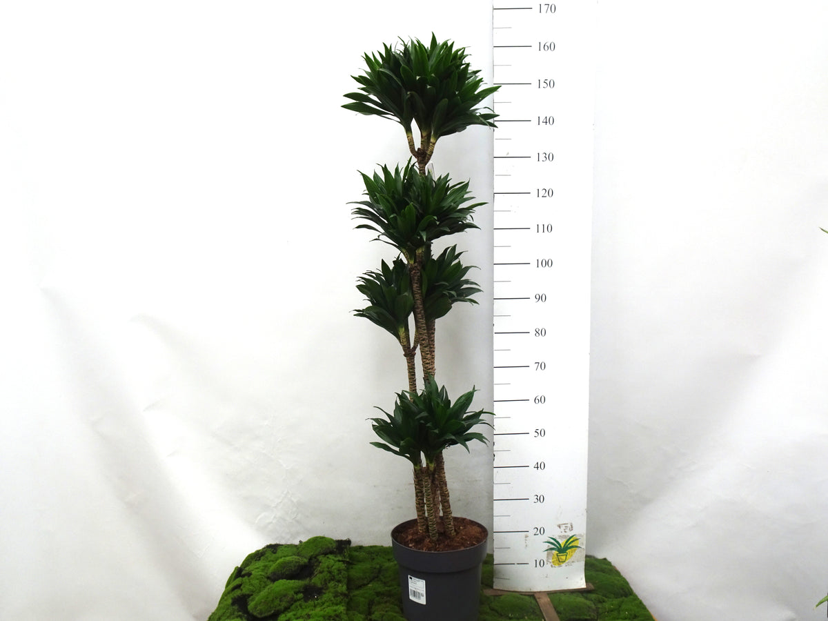 DRACAENA COMPACTA M-27