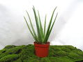 ALOE VERA BIO M-21