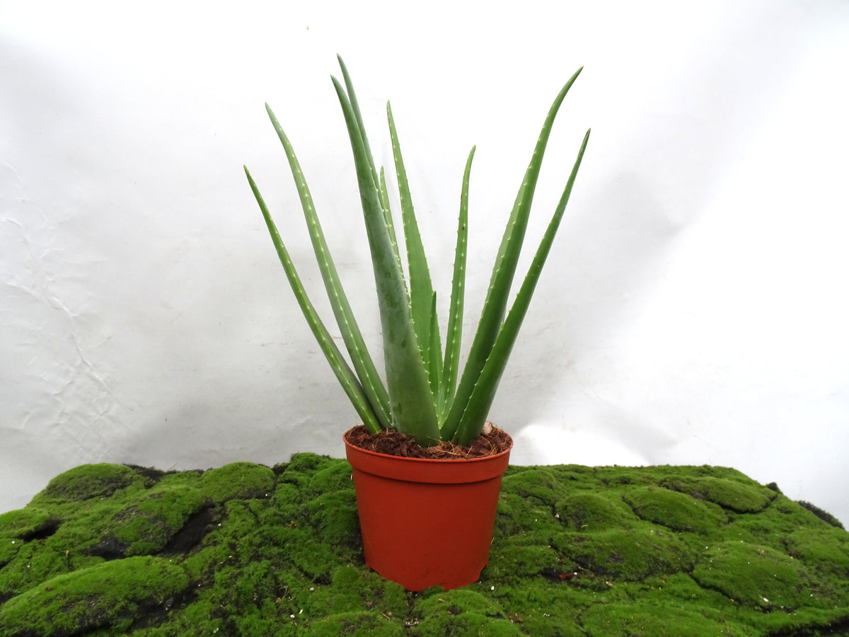 ALOE VERA BIO M-21