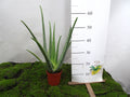ALOE VERA BIO M-15