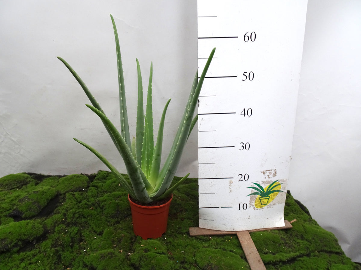 ALOE VERA BIO M-15