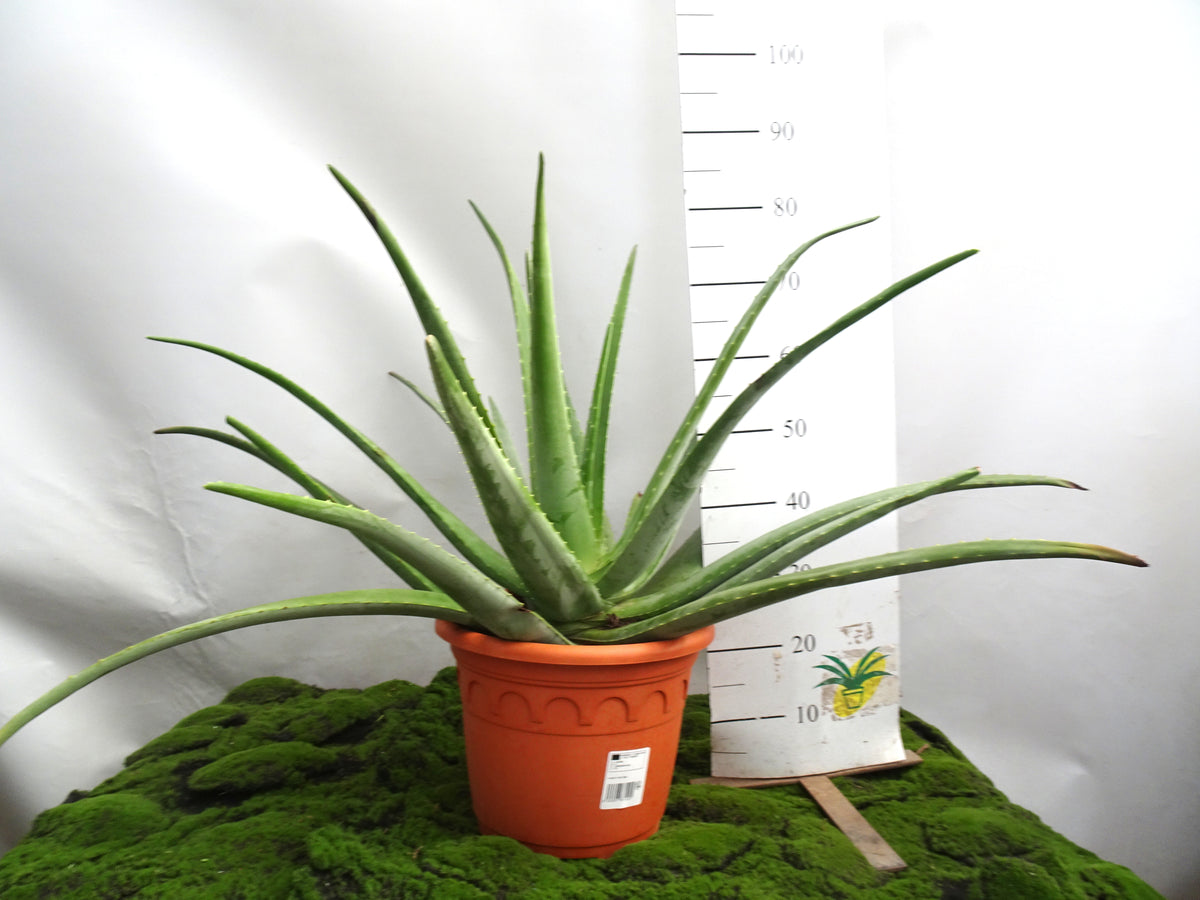 ALOE VERA BIO M-30