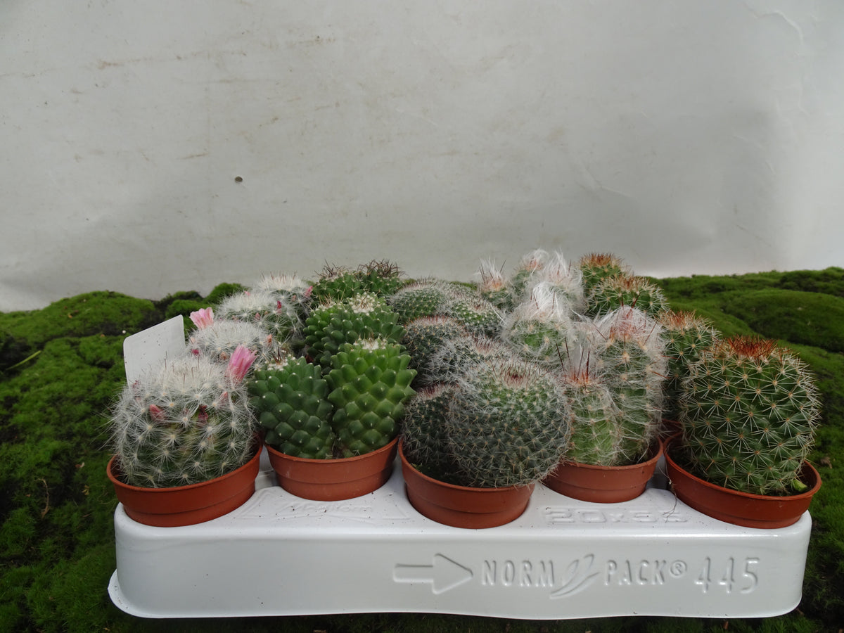 CACTUS SIN FLOR B. M-5,5