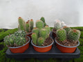 CACTUS MIX M-13