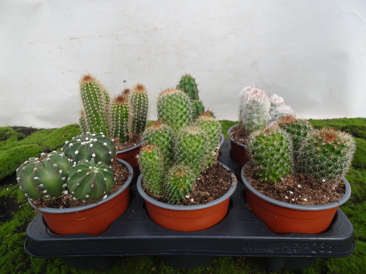 CACTUS MIX M-13