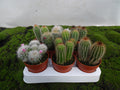 CACTUS SIN FLOR M-8.5