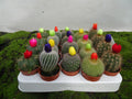 CACTUS CON FLOR B. M-5,5