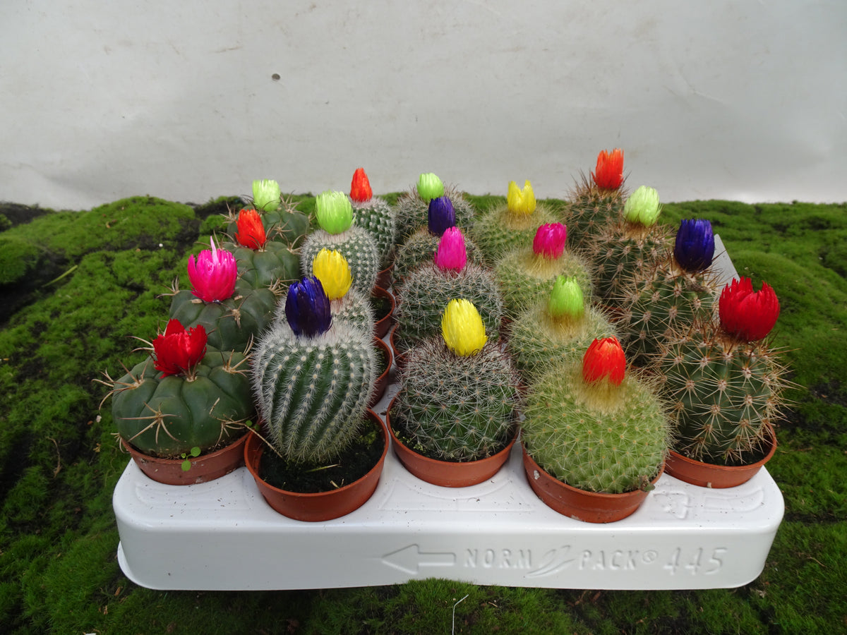 CACTUS CON FLOR B. M-5,5