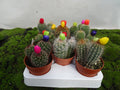 CACTUS CON FLOR B. M-8,5