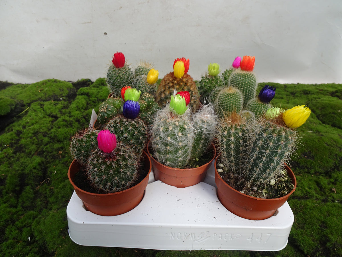 CACTUS CON FLOR B. M-8,5