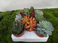 SUCULENTA B. M-8,5