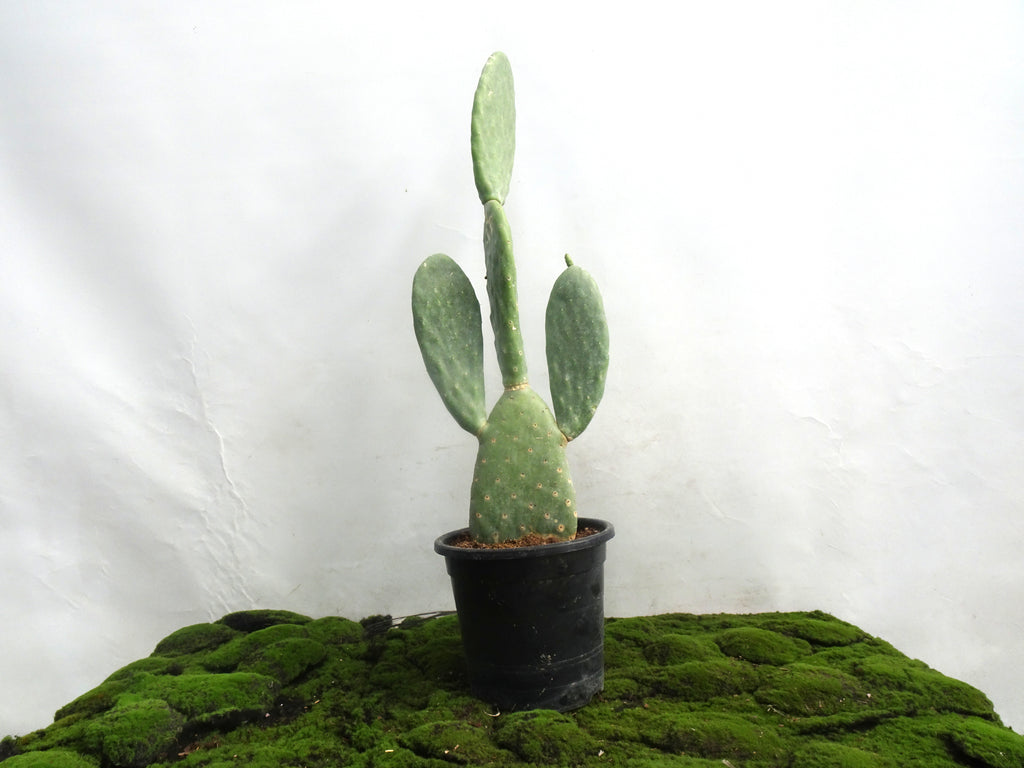 OPUNTIA M-22