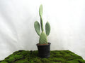 OPUNTIA M-22