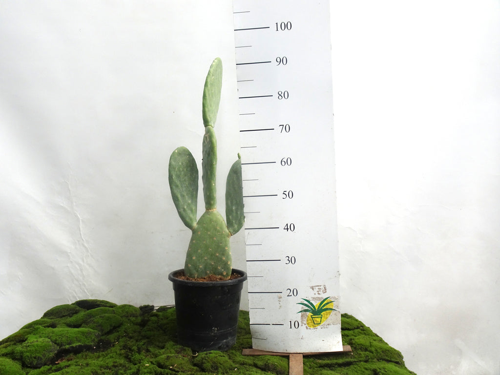 OPUNTIA M-22