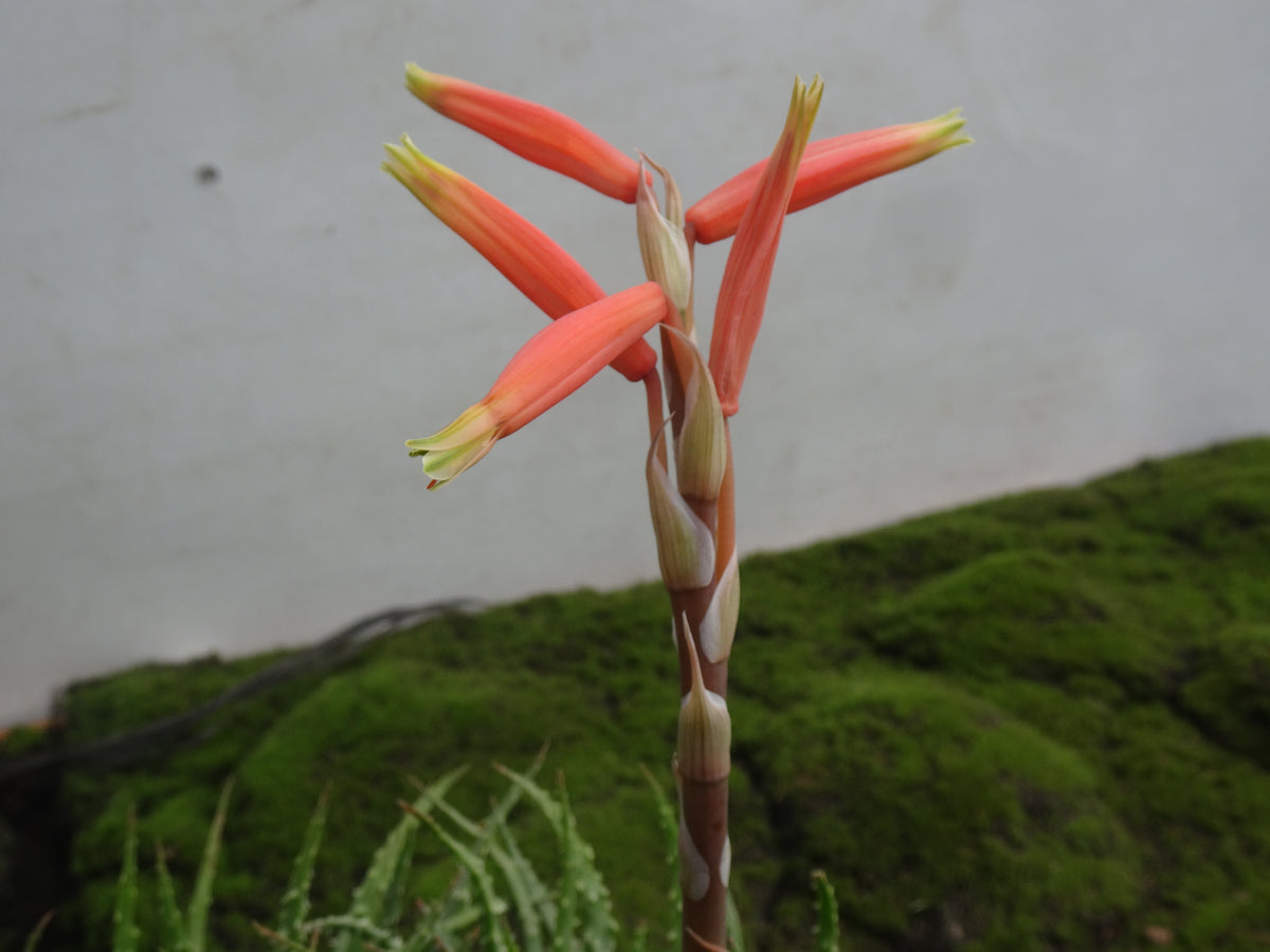 ALOE HUMILIS M-13