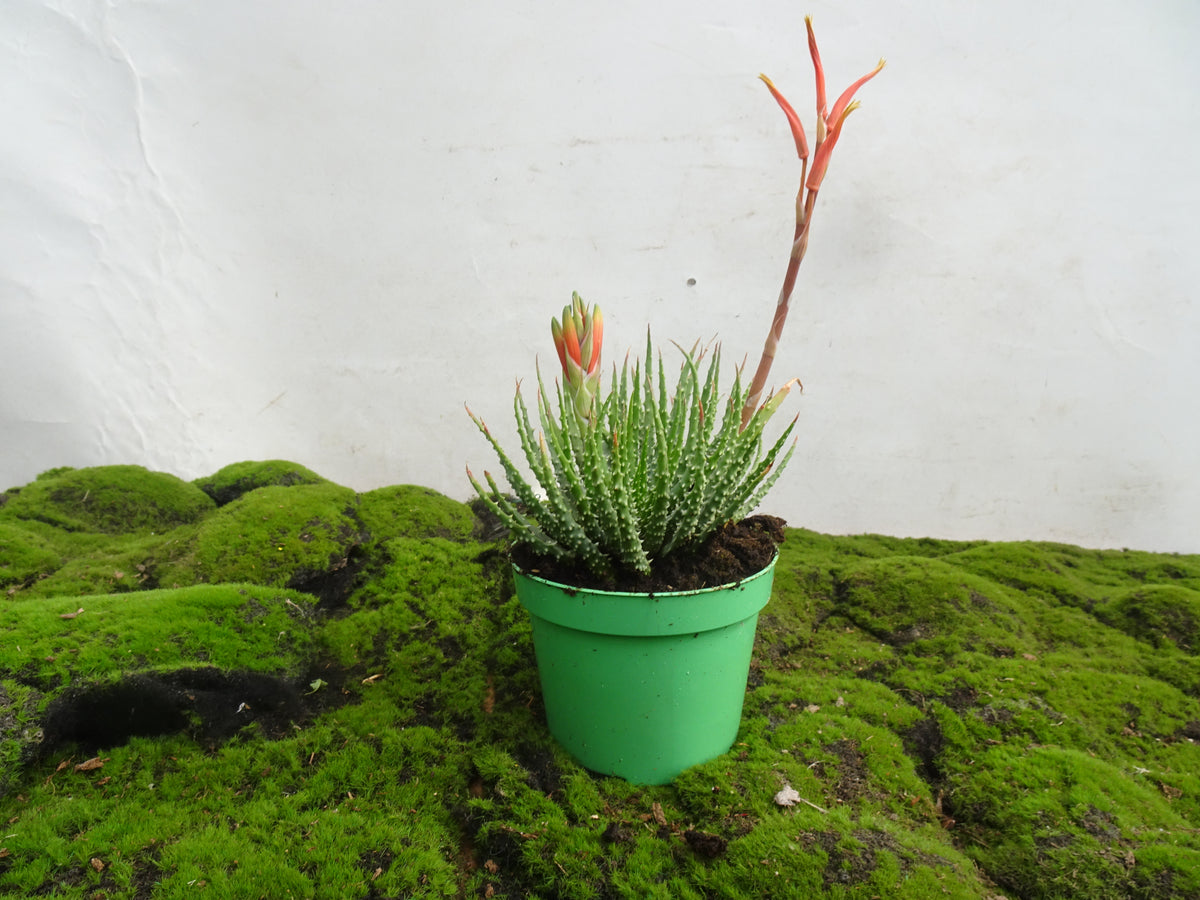 ALOE HUMILIS M-13