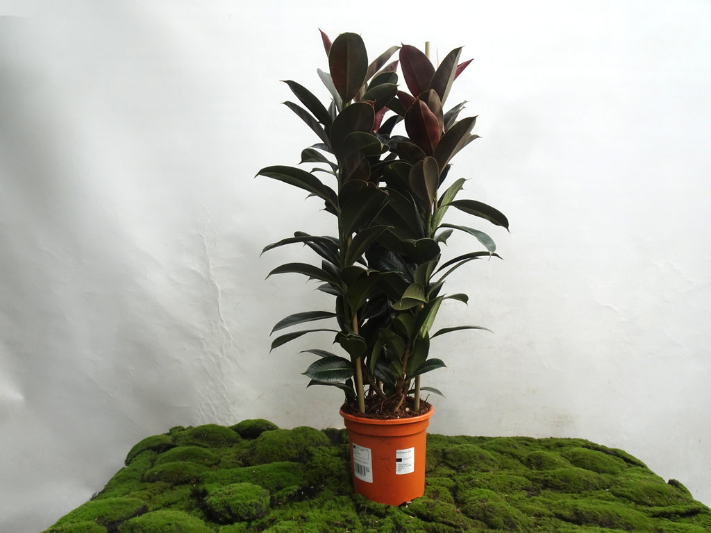 FICUS ELÁSTICA MELANY 3PP M-20