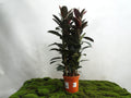 FICUS ELÁSTICA MELANY 3PP M-20