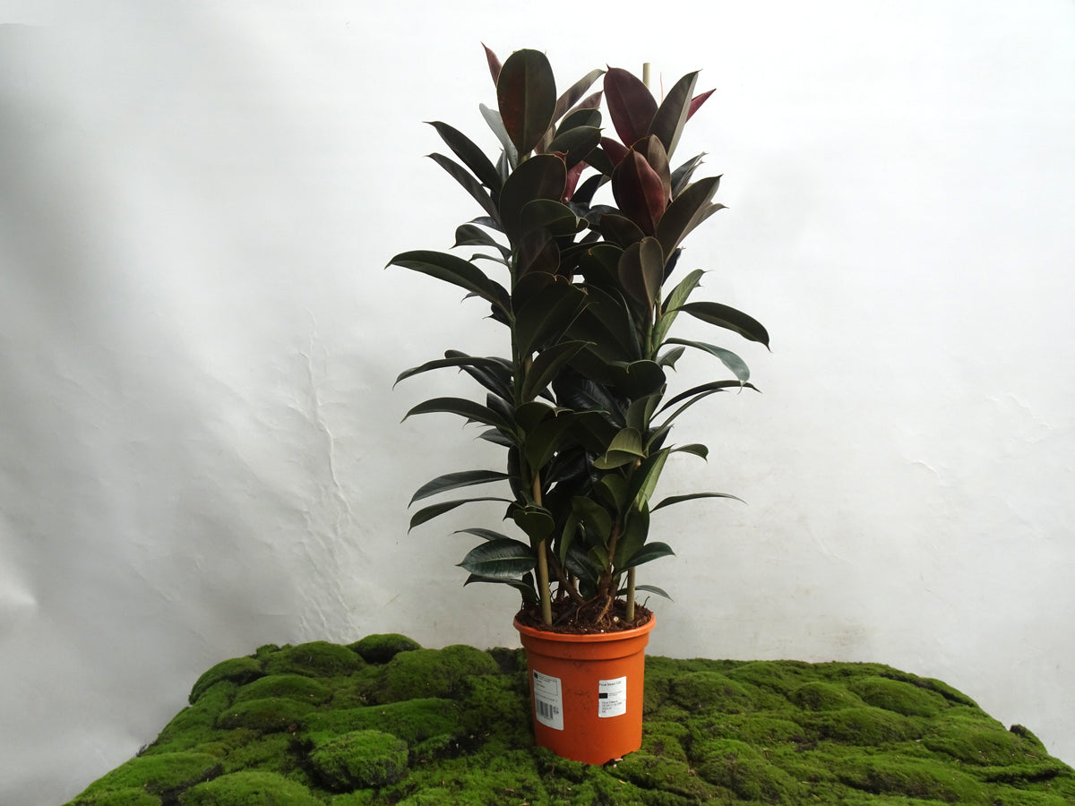 FICUS ELÁSTICA MELANY 3PP M-20