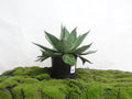 AGAVE OVARTIFOLIA 10L