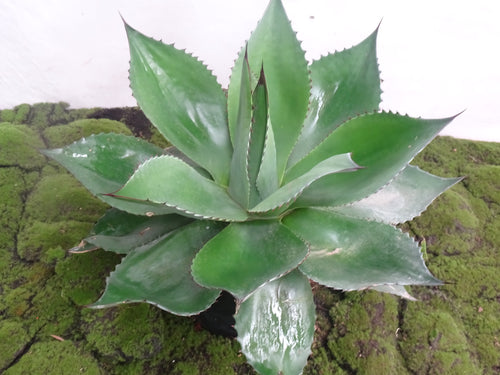 AGAVE OVARTIFOLIA 10L