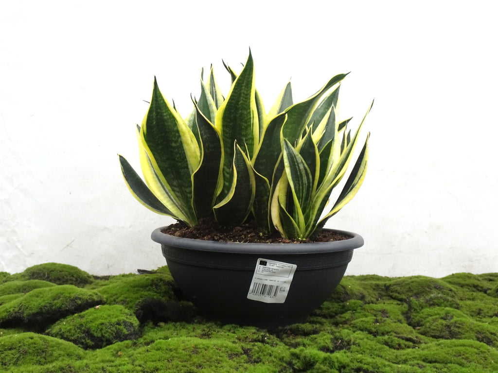 SANSEVIERA TARRINA T-33