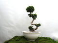 FICUS SHAPE BONSAI GINSENG M-50