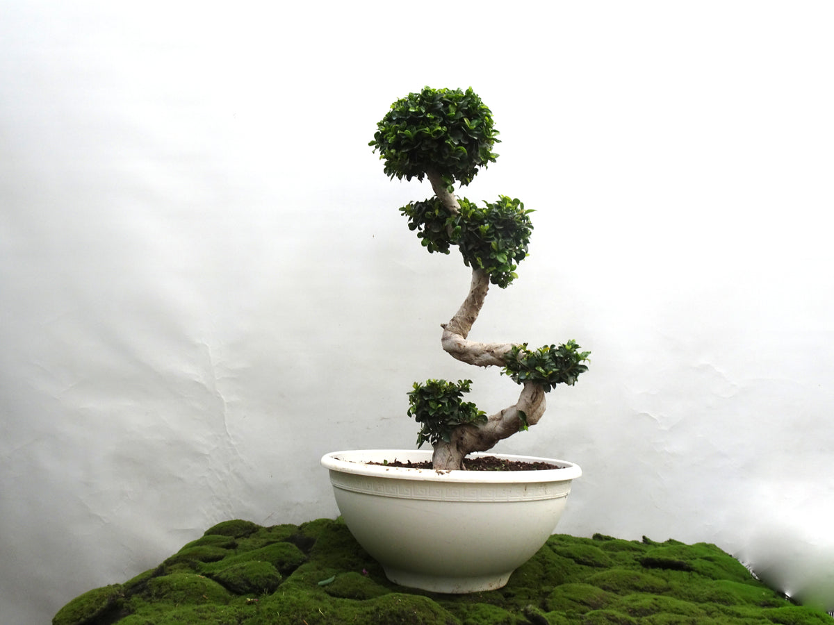 FICUS SHAPE BONSAI GINSENG M-50