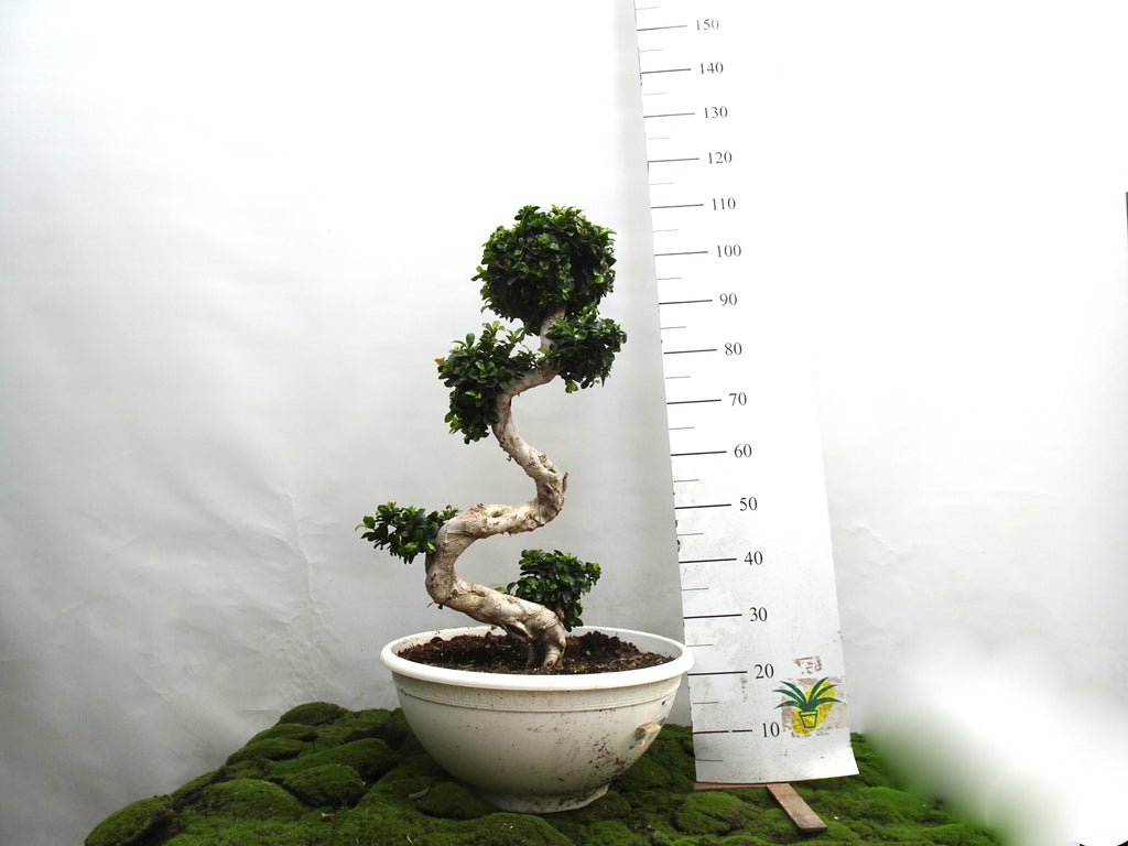 FICUS SHAPE BONSAI GINSENG M-50