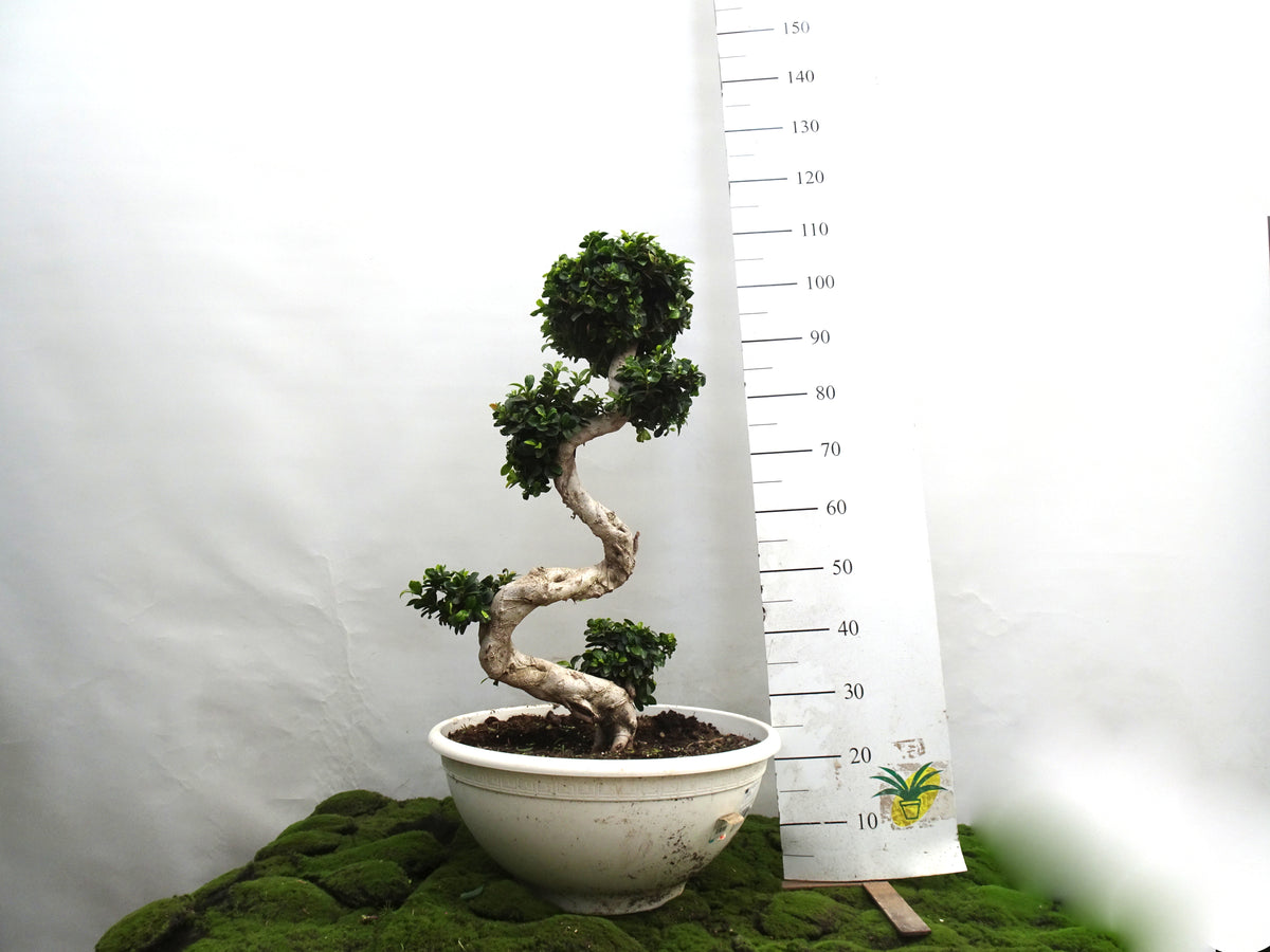 FICUS SHAPE BONSAI GINSENG M-50