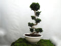 FICUS SHAPE BONSAI GINSENG M-60