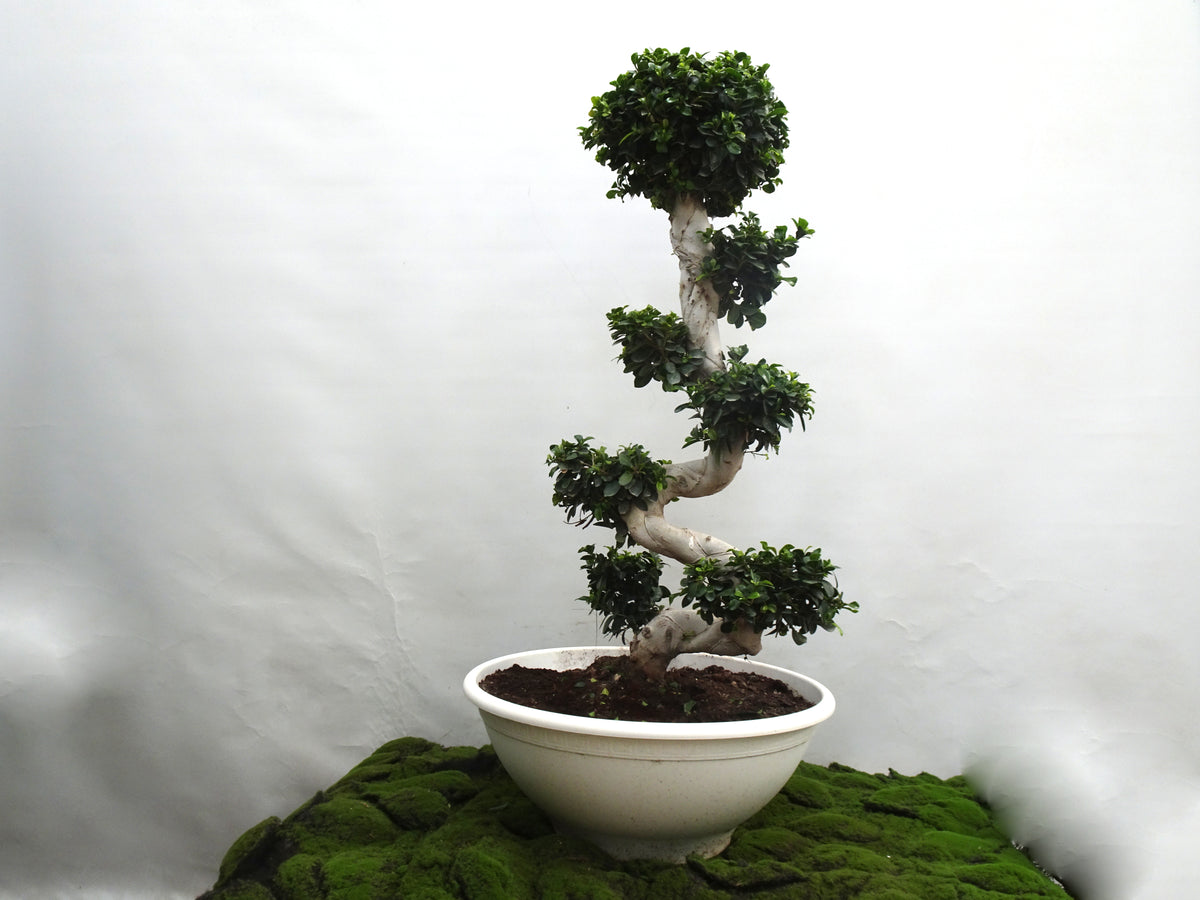 FICUS SHAPE BONSAI GINSENG M-60