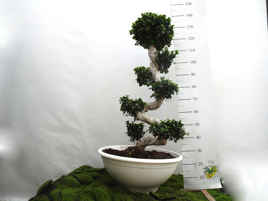 FICUS SHAPE BONSAI GINSENG M-60