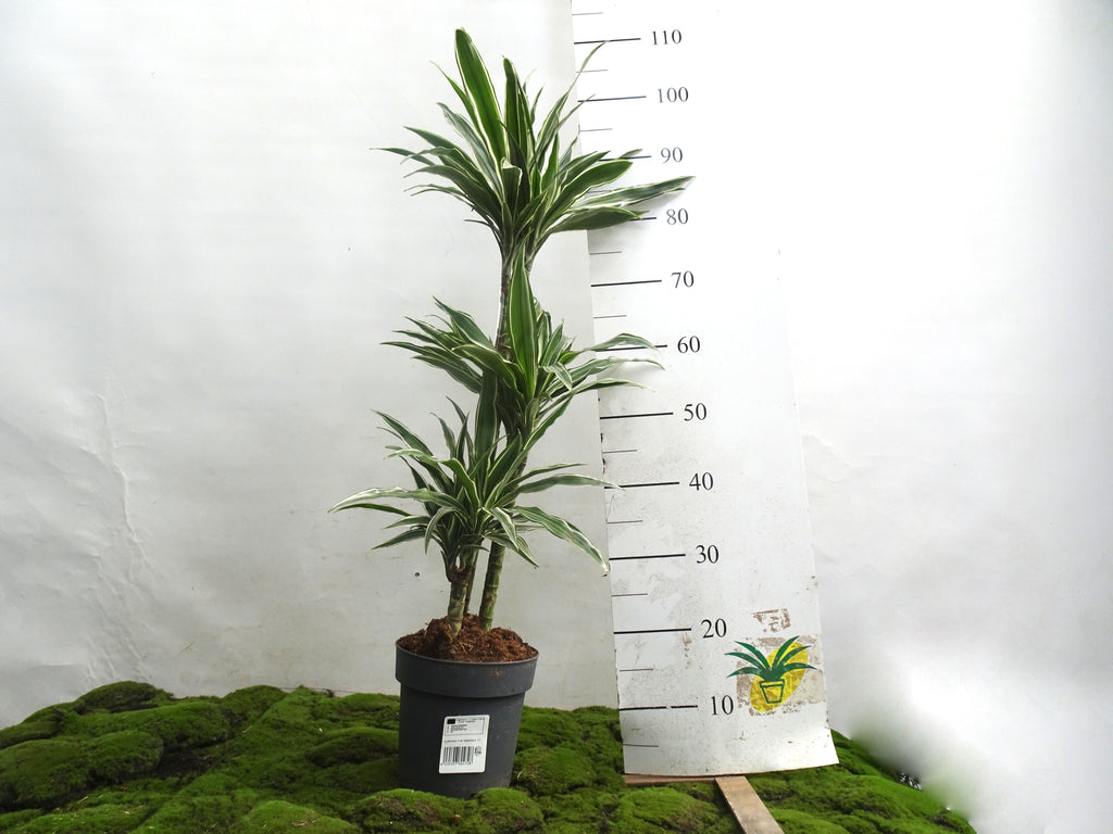 DRACAENA DEREMENSIS M-20