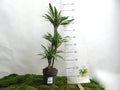 DRACAENA DEREMENSIS M-20
